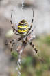 20100905_124134 Ragno vespa - Argiope bruennichi.jpg